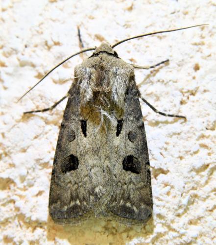 Réf. 335 767 : Agrotis exclamationis